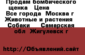 Продам бомбического щенка › Цена ­ 30 000 - Все города, Москва г. Животные и растения » Собаки   . Самарская обл.,Жигулевск г.